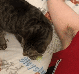 겨카인에 중독된 냥이.gif | 인스티즈