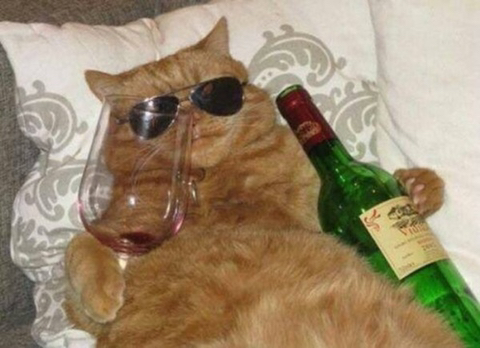 INTP 인간의 짤털 | 인스티즈