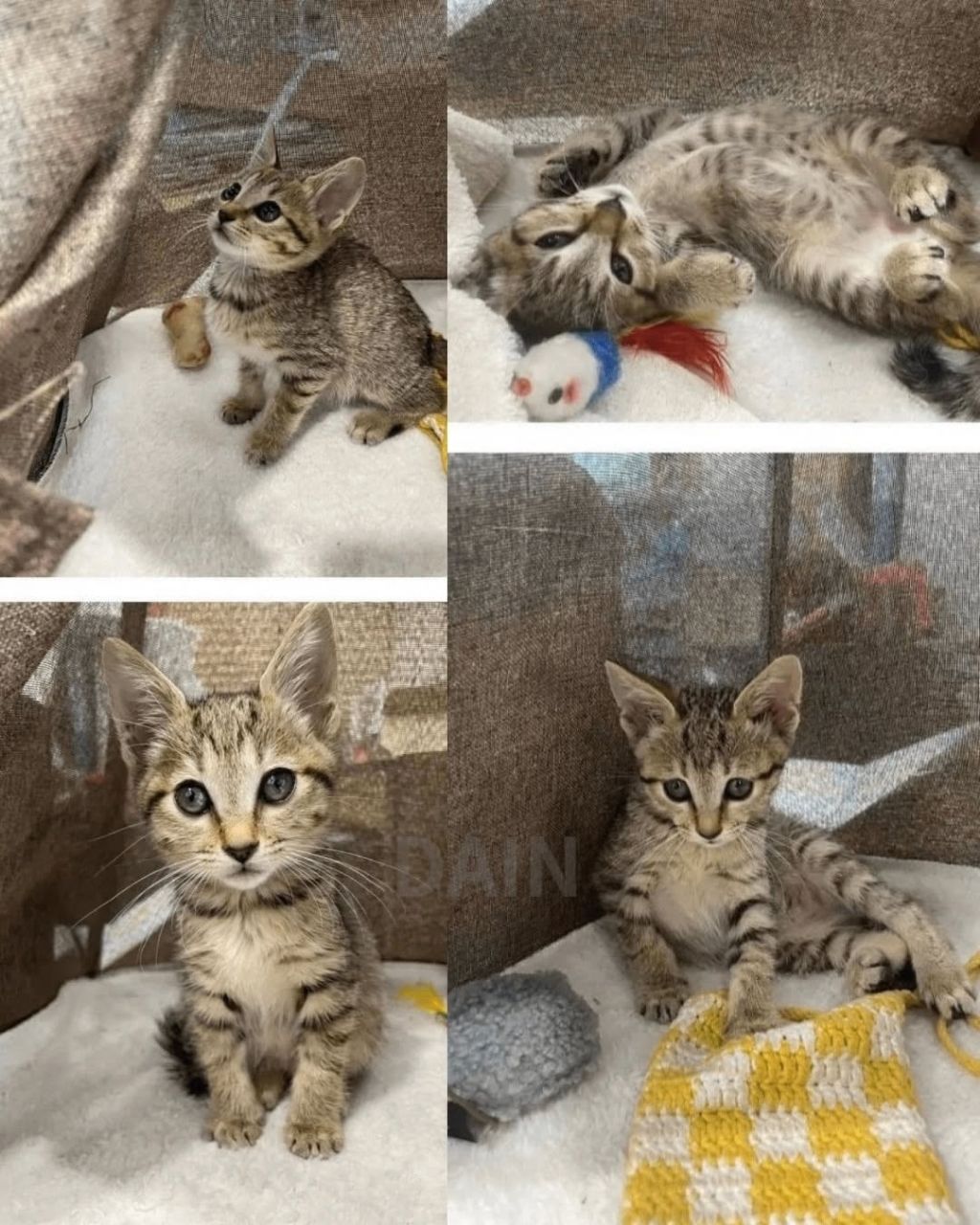 얼떨결에 회사강제입사한 고양이 | 인스티즈