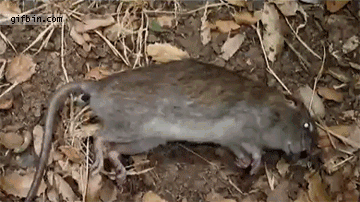 생명이 부패하는 과정.gif | 인스티즈