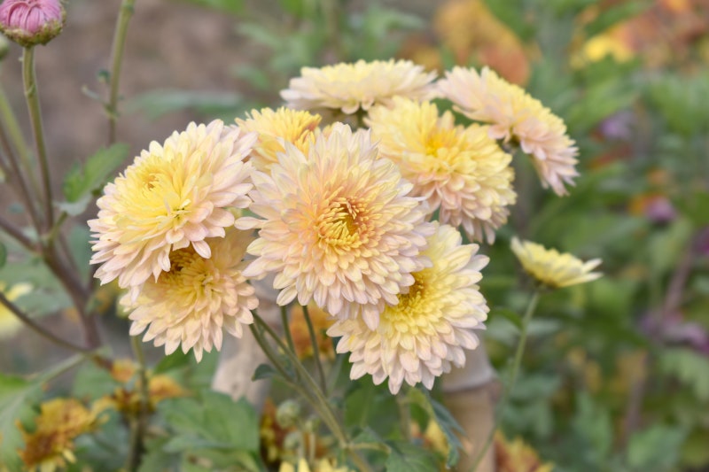 고양이에게 위험한 꽃 7가지 | 인스티즈