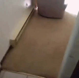 멍뭉이 소환하는 방법.gif | 인스티즈