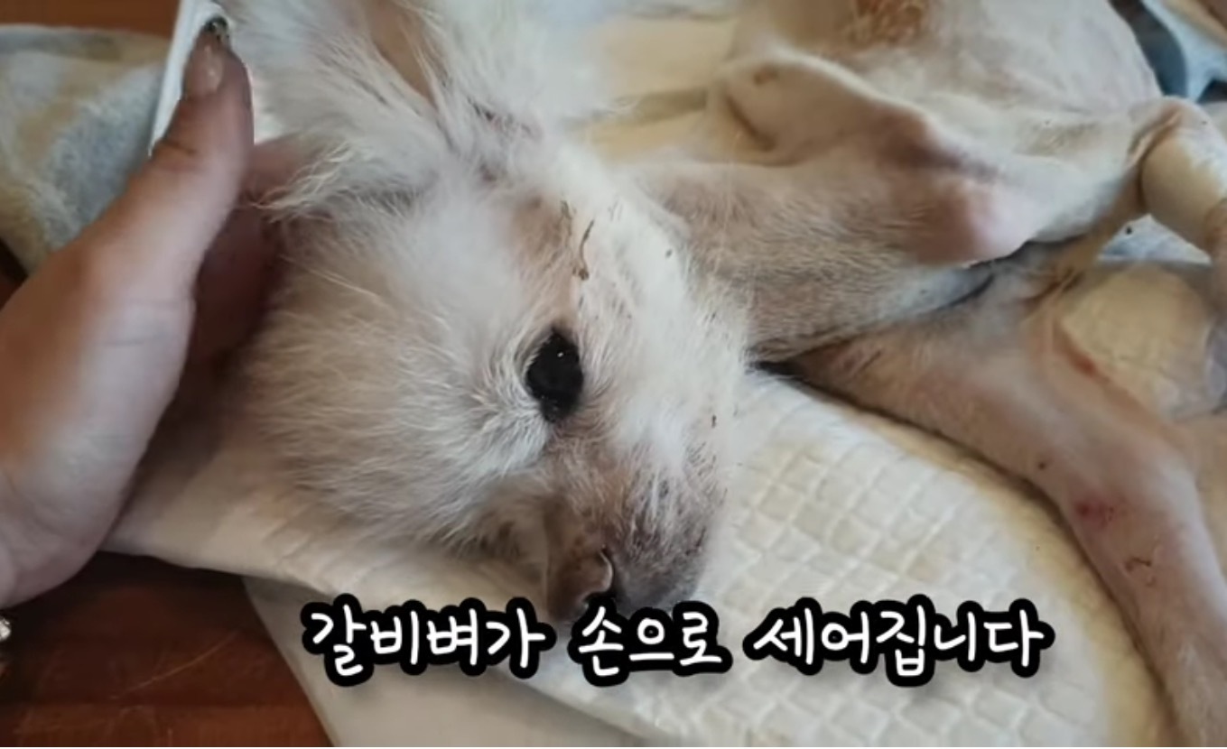 고독사한 주인품에서 발견된 강아지 | 인스티즈