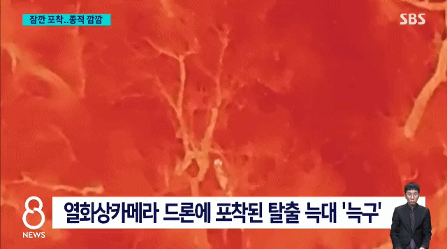 알고보니 모두 ai 조작짤이었던 늑대 목격사진 | 인스티즈