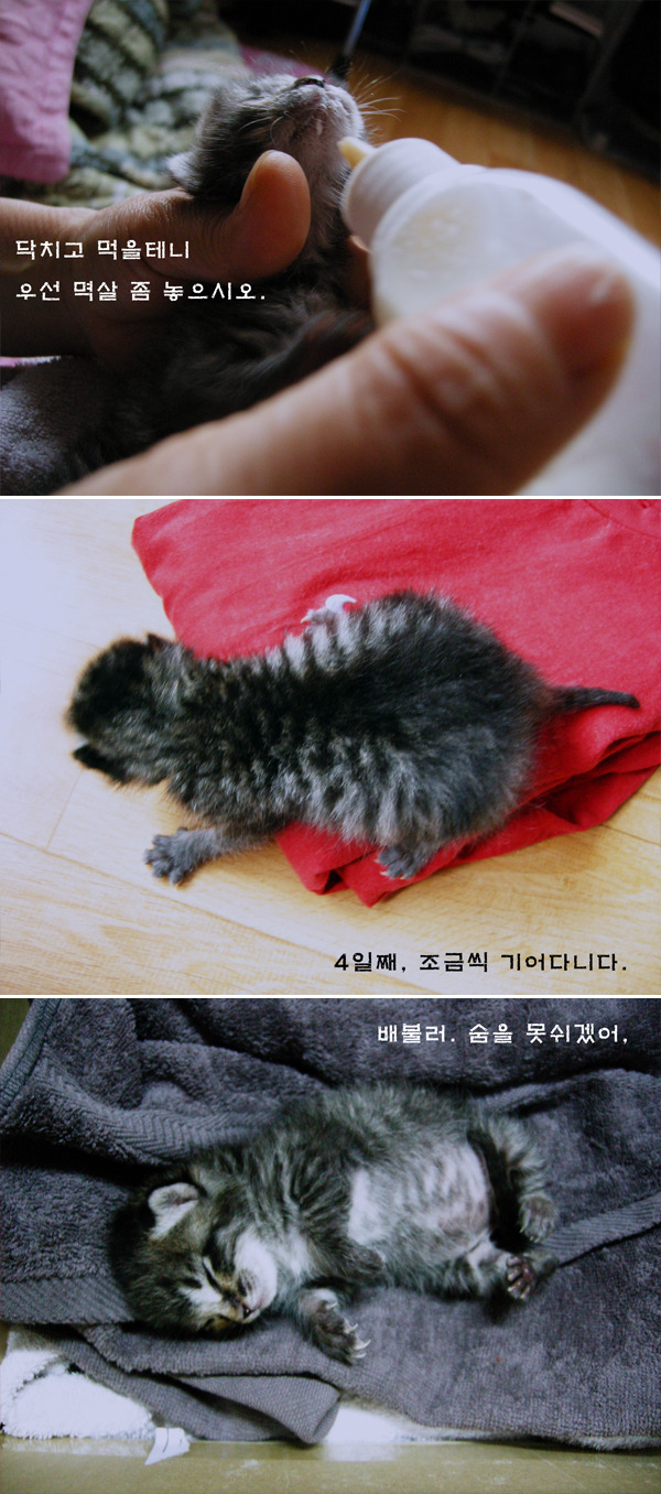고양이를 주웠어요 + 그 이후 | 인스티즈