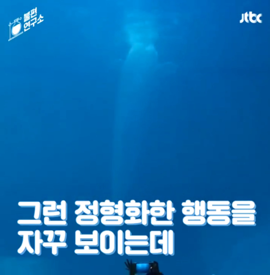 돌고래를 전시하는 수족관에 절대 가지 마세요 | 인스티즈