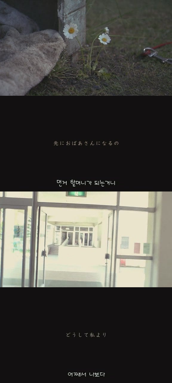 있잖아 마리모, 나 다시 개를 기르고 싶어 (마리모이야기) | 인스티즈