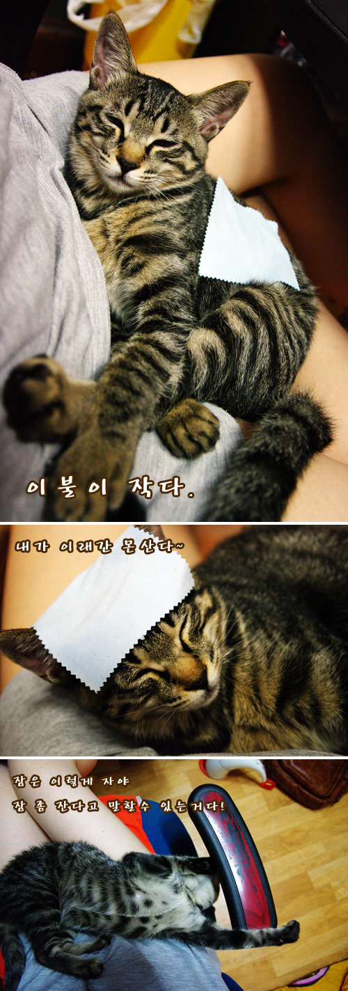 고양이를 주웠어요 + 그 이후 | 인스티즈