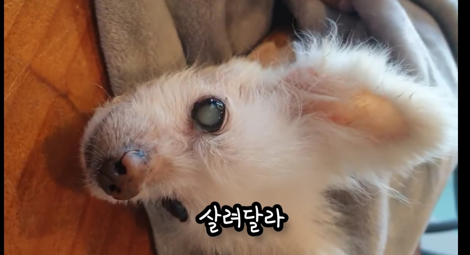고독사한 주인품에서 발견된 강아지 | 인스티즈