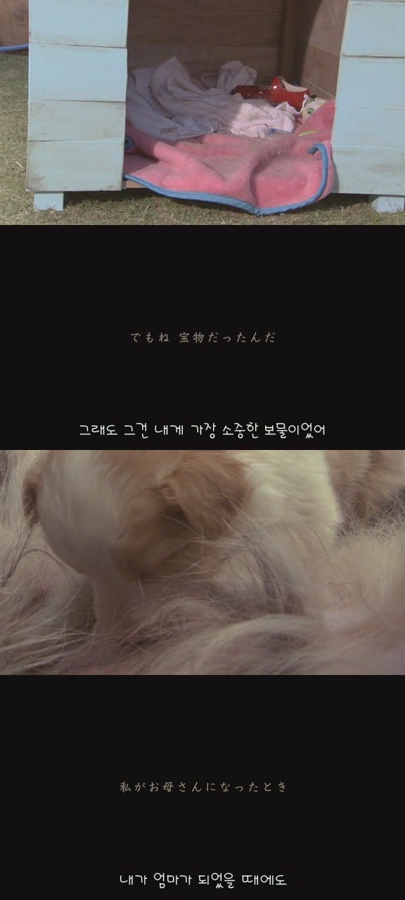 있잖아 마리모, 나 다시 개를 기르고 싶어 (마리모이야기) | 인스티즈