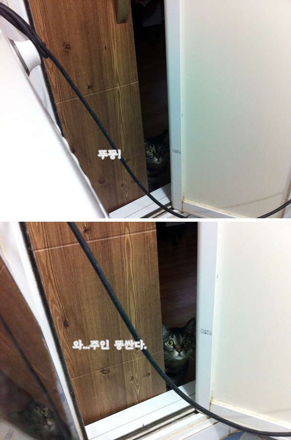 고양이를 주웠어요 + 그 이후 | 인스티즈