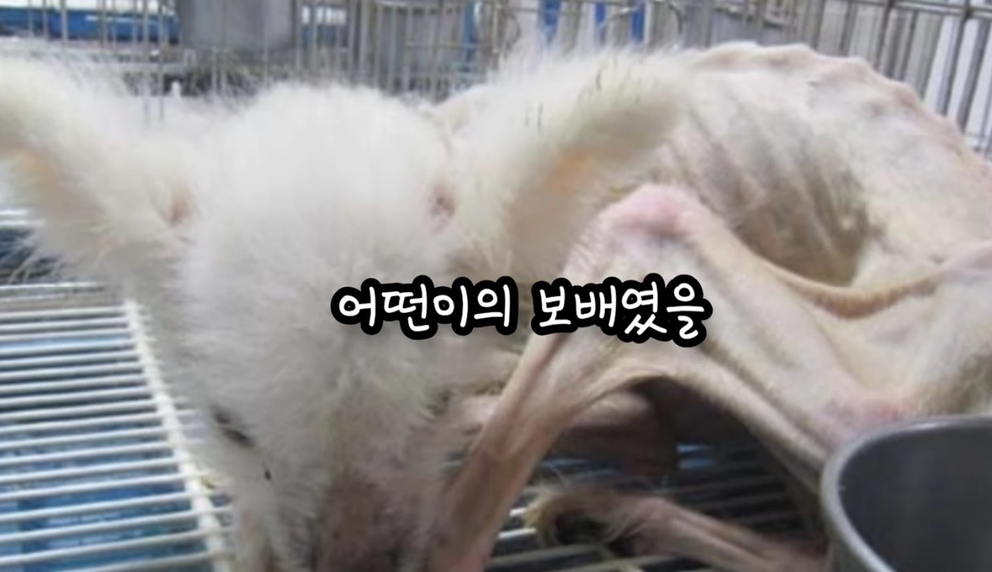 고독사한 주인품에서 발견된 강아지 | 인스티즈