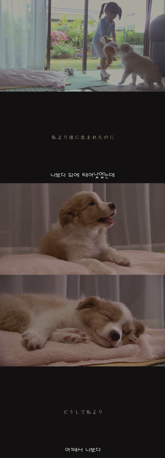 있잖아 마리모, 나 다시 개를 기르고 싶어 (마리모이야기) | 인스티즈