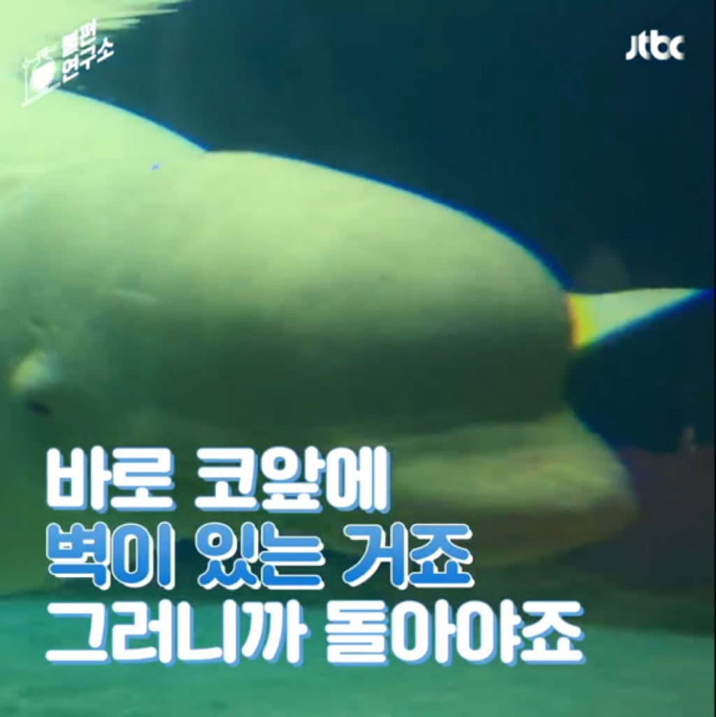 돌고래를 전시하는 수족관에 절대 가지 마세요 | 인스티즈