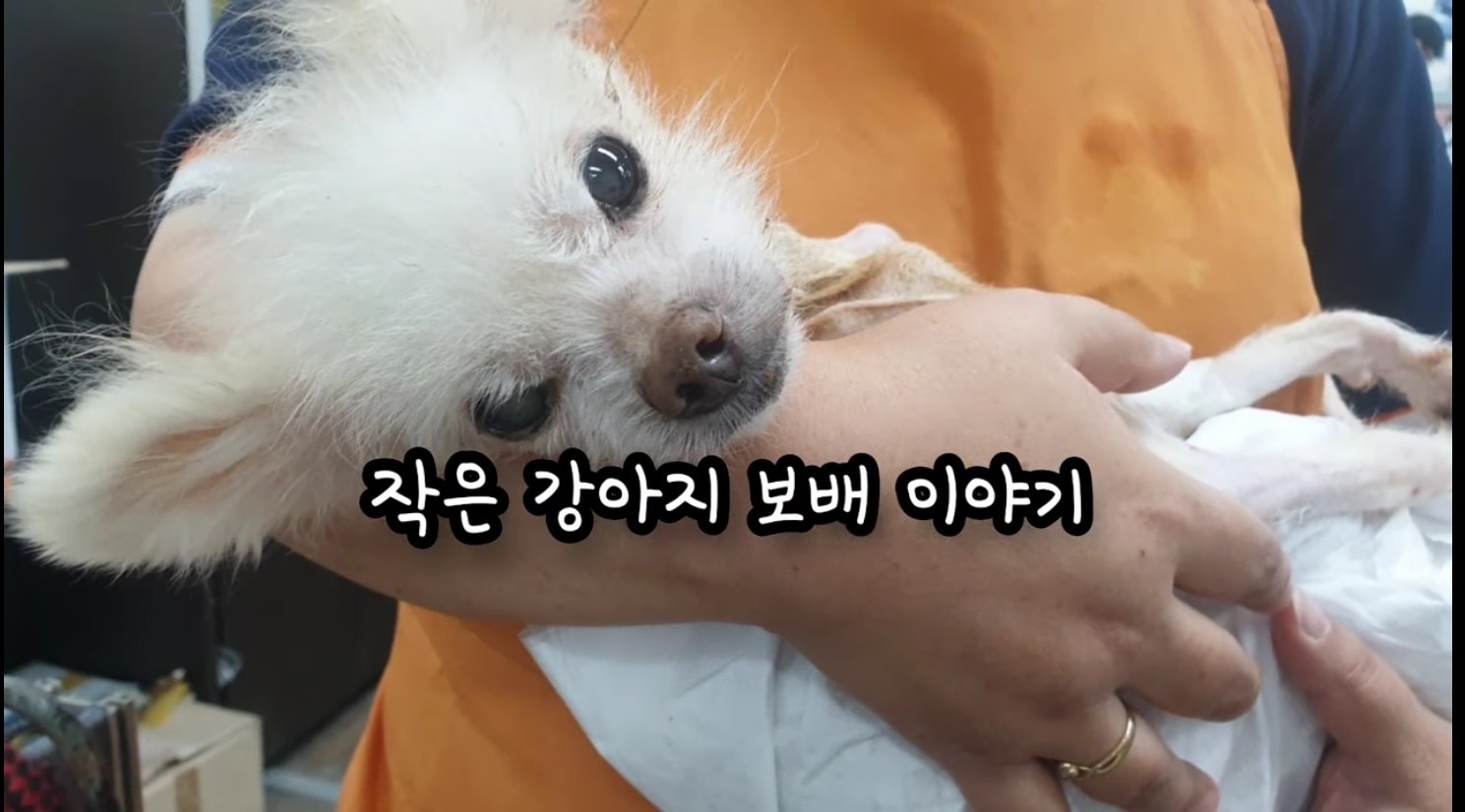 고독사한 주인품에서 발견된 강아지 | 인스티즈