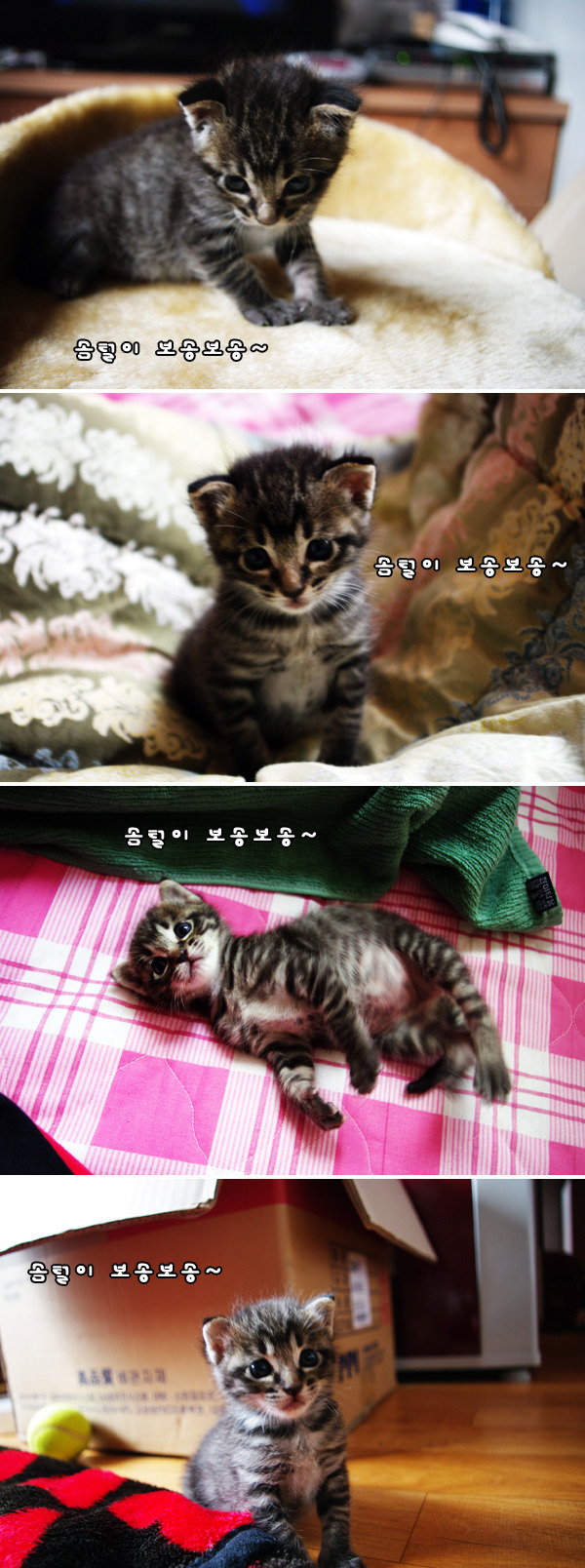 고양이를 주웠어요 + 그 이후 | 인스티즈