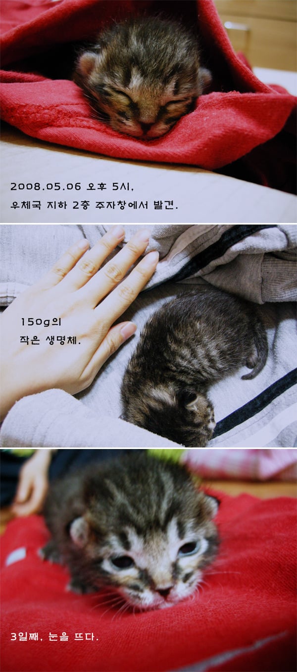 고양이를 주웠어요 + 그 이후 | 인스티즈