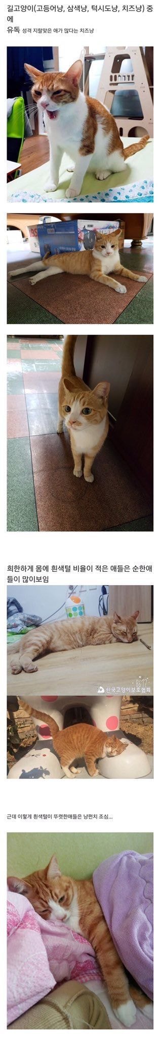 길고양이 치즈태비에 관한 고찰 .jpg | 인스티즈