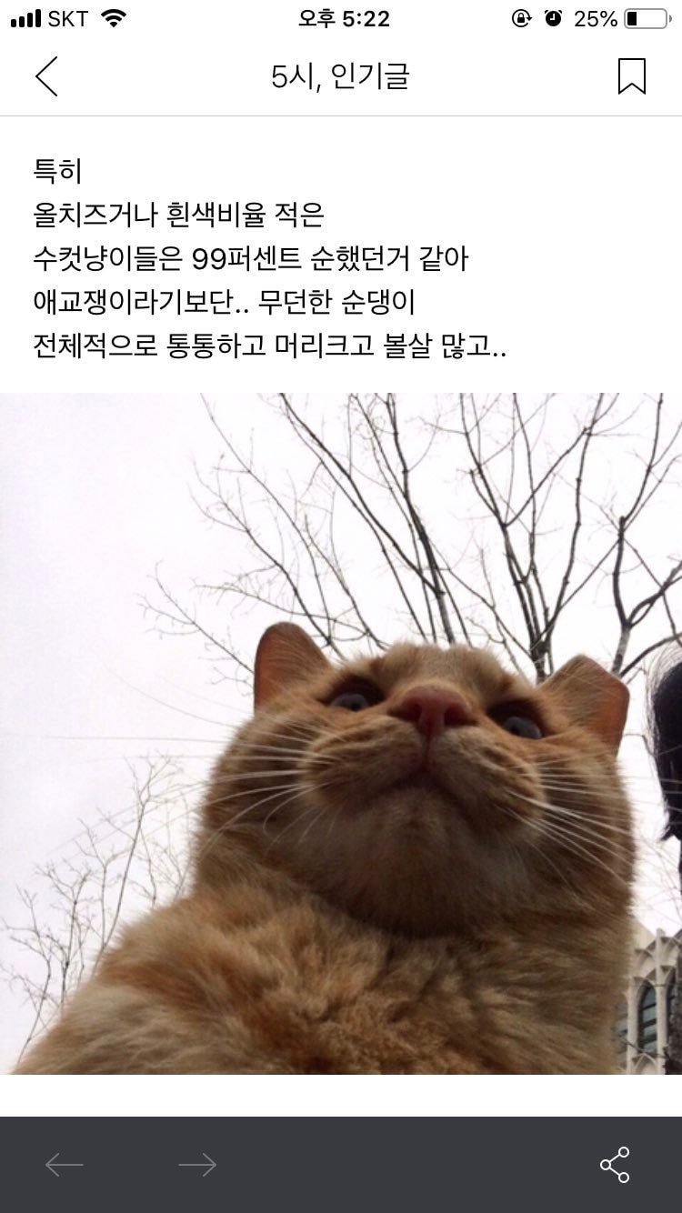 길고양이 치즈태비에 관한 고찰 .jpg | 인스티즈