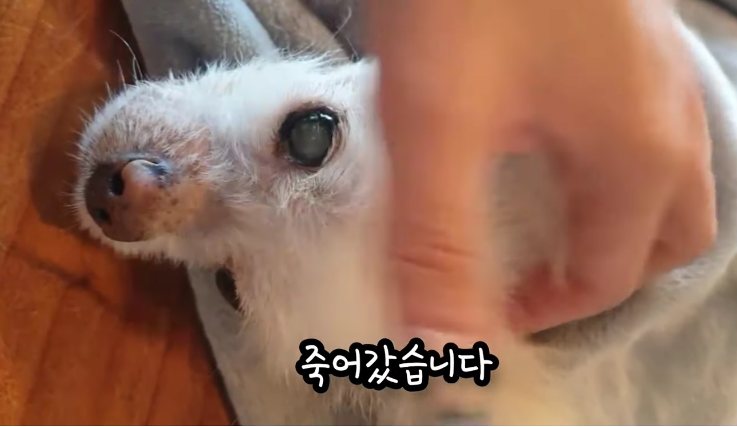 고독사한 주인품에서 발견된 강아지 | 인스티즈