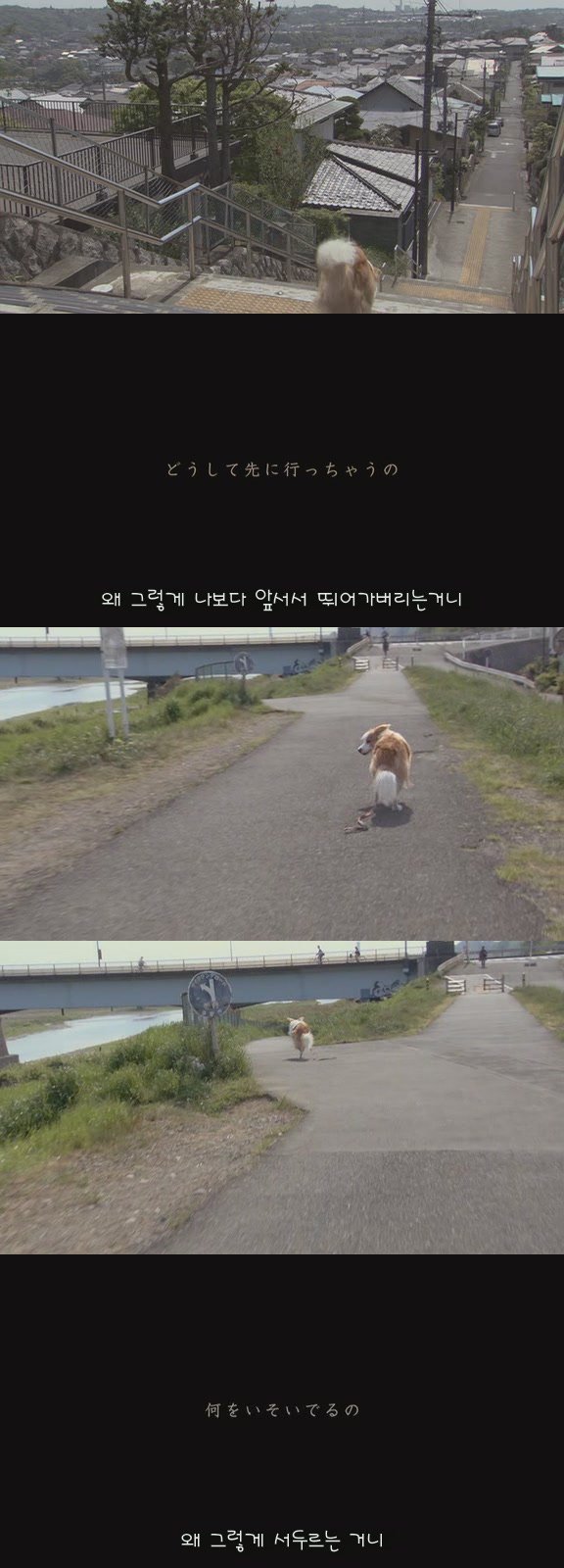 있잖아 마리모, 나 다시 개를 기르고 싶어 (마리모이야기) | 인스티즈