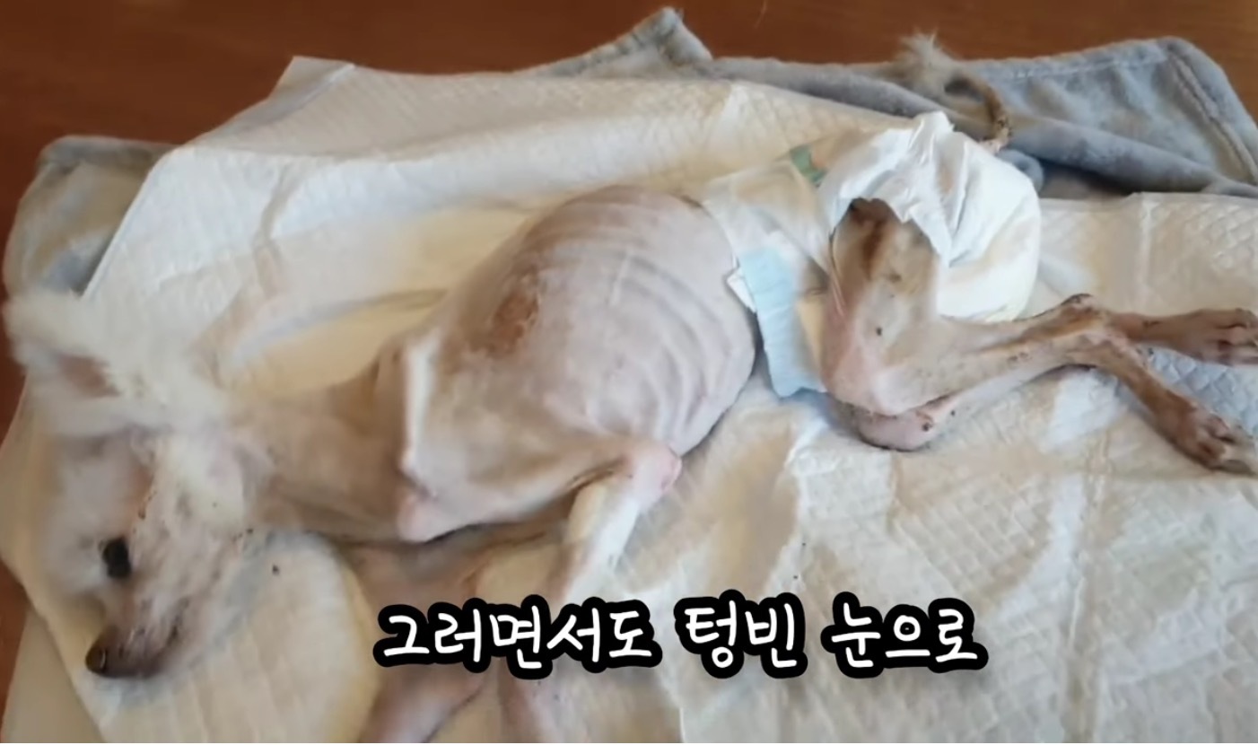 고독사한 주인품에서 발견된 강아지 | 인스티즈