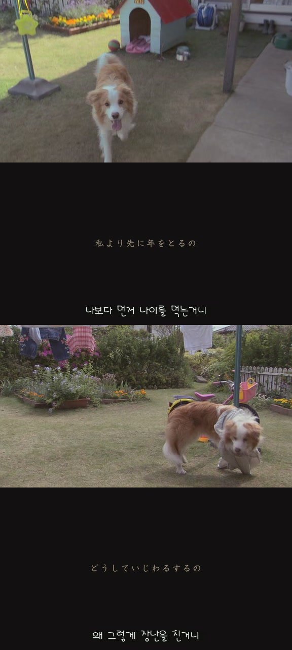 있잖아 마리모, 나 다시 개를 기르고 싶어 (마리모이야기) | 인스티즈