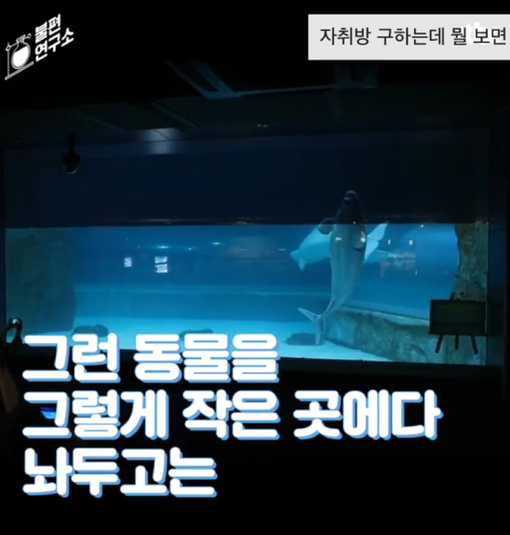 돌고래를 전시하는 수족관에 절대 가지 마세요 | 인스티즈