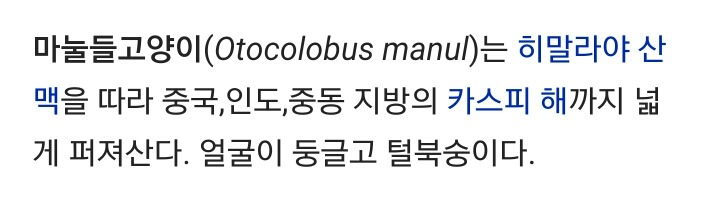 다비켜 고양이보스나가신다!! | 인스티즈
