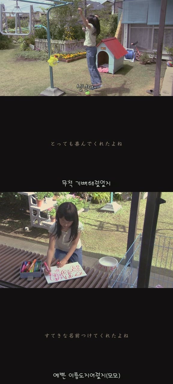 있잖아 마리모, 나 다시 개를 기르고 싶어 (마리모이야기) | 인스티즈