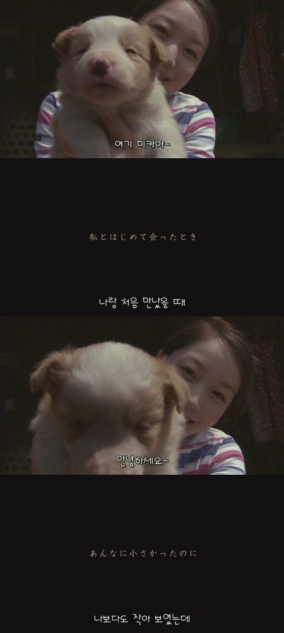 있잖아 마리모, 나 다시 개를 기르고 싶어 (마리모이야기) | 인스티즈