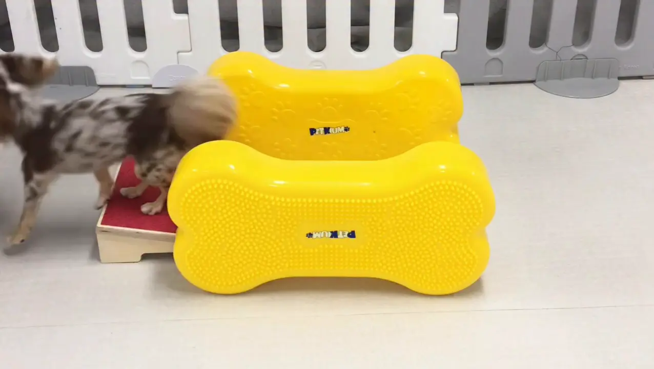 강아지 유치원에서 잘못 보냈다는 영상.mp4 | 인스티즈