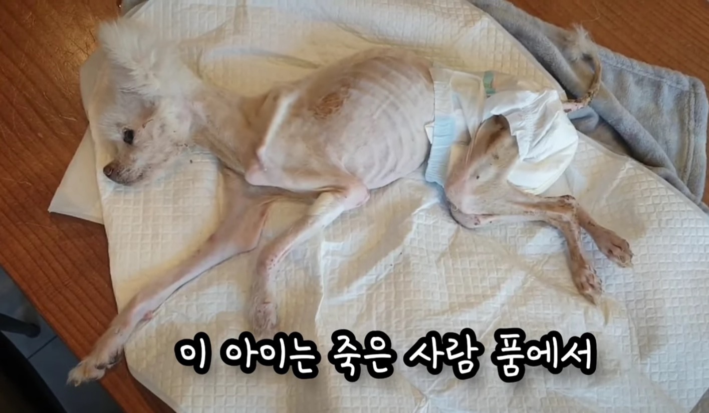 고독사한 주인품에서 발견된 강아지 | 인스티즈