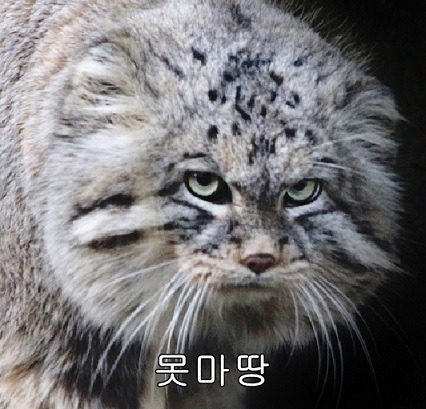 다비켜 고양이보스나가신다!! | 인스티즈