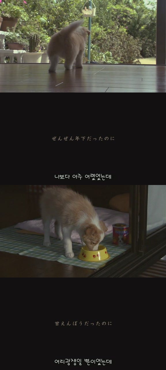 있잖아 마리모, 나 다시 개를 기르고 싶어 (마리모이야기) | 인스티즈