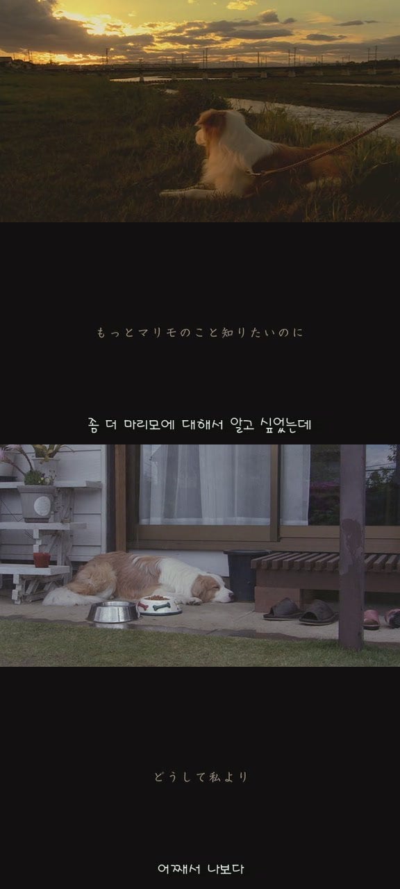 있잖아 마리모, 나 다시 개를 기르고 싶어 (마리모이야기) | 인스티즈