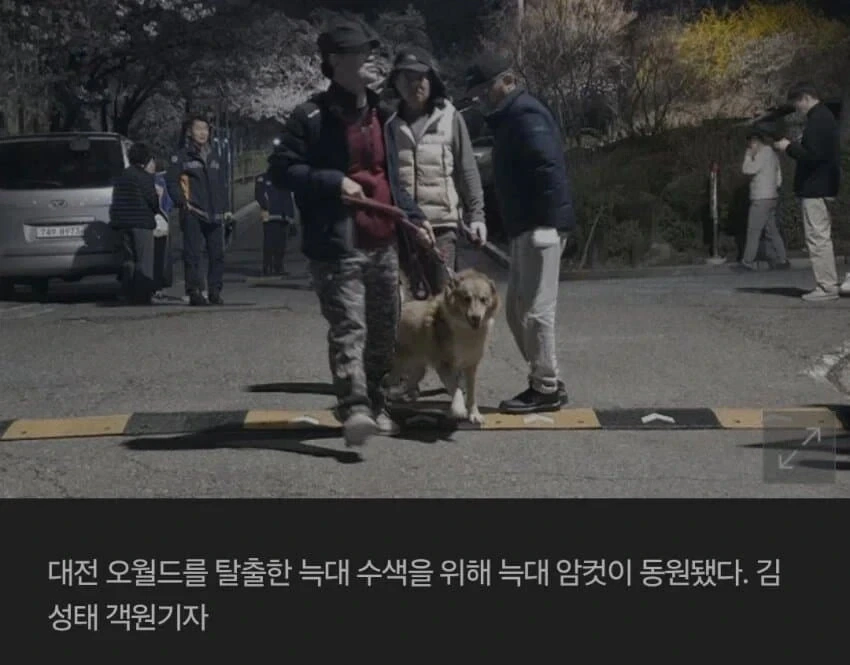 탈출한 늑대 찾기 위해 미인계 동원 | 인스티즈