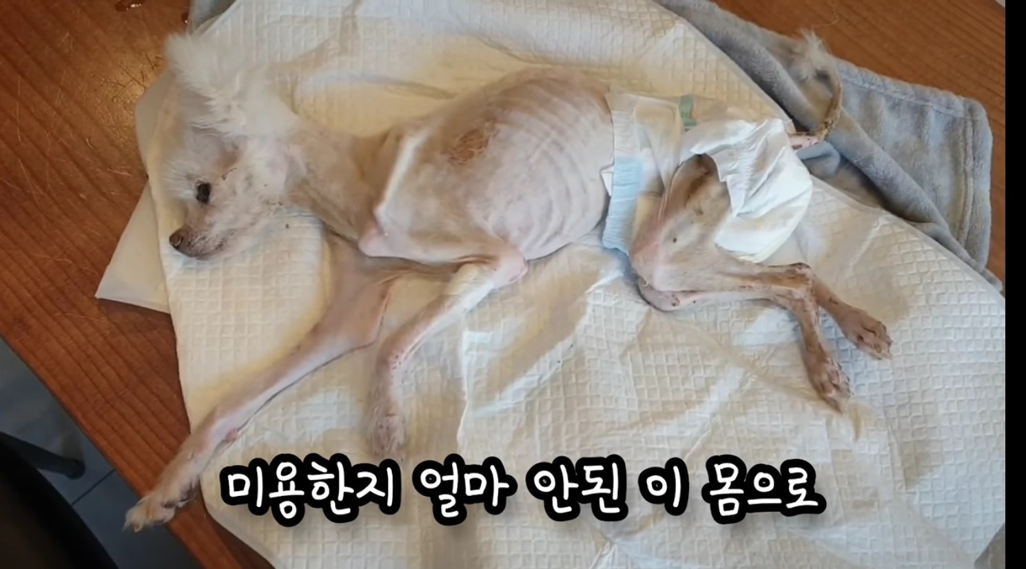 고독사한 주인품에서 발견된 강아지 | 인스티즈