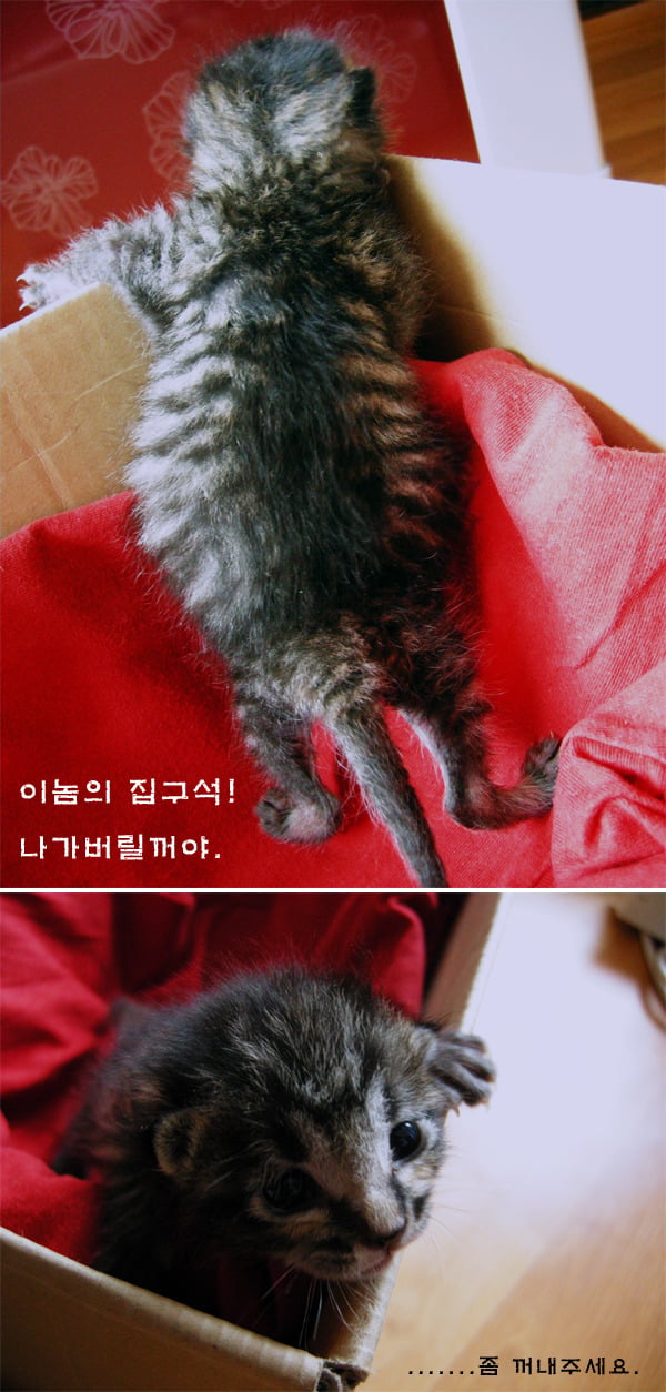 고양이를 주웠어요 + 그 이후 | 인스티즈