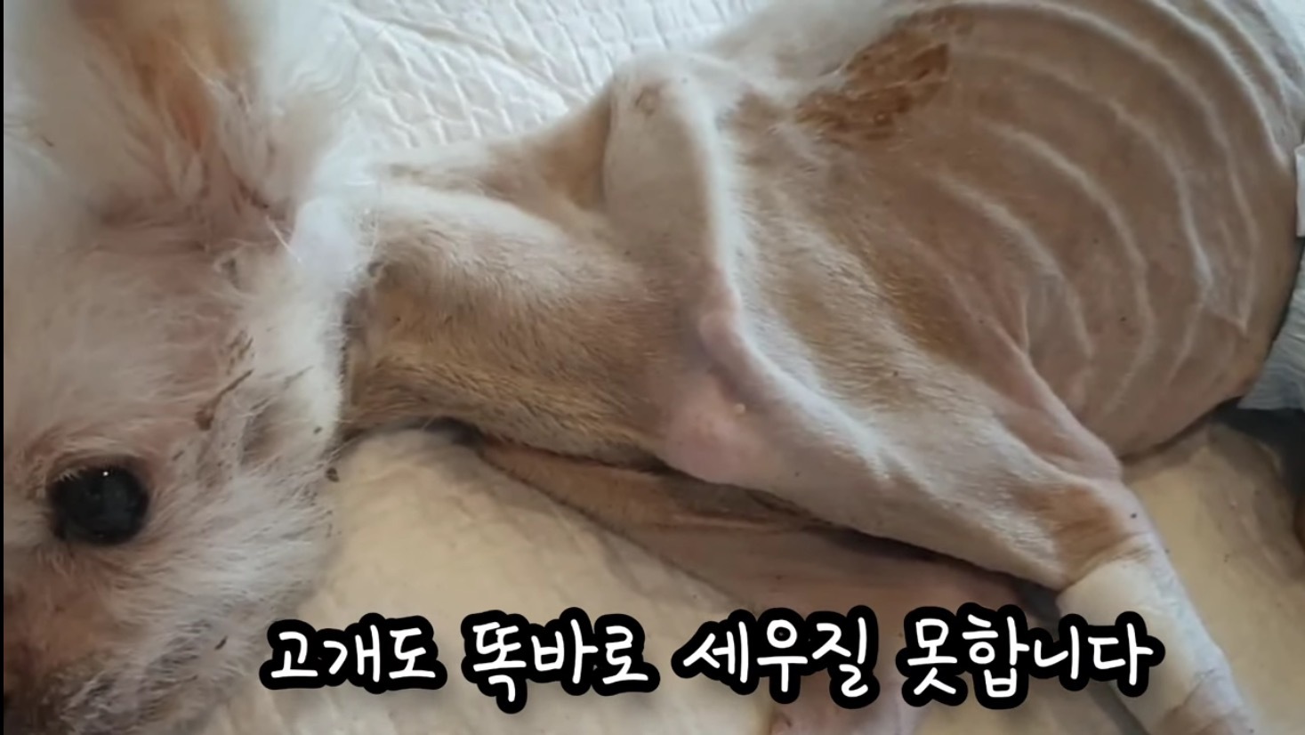 고독사한 주인품에서 발견된 강아지 | 인스티즈