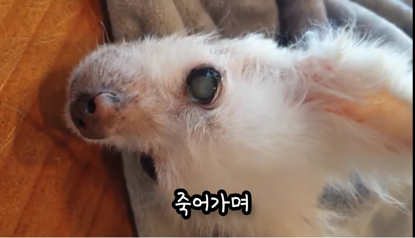 고독사한 주인품에서 발견된 강아지 | 인스티즈