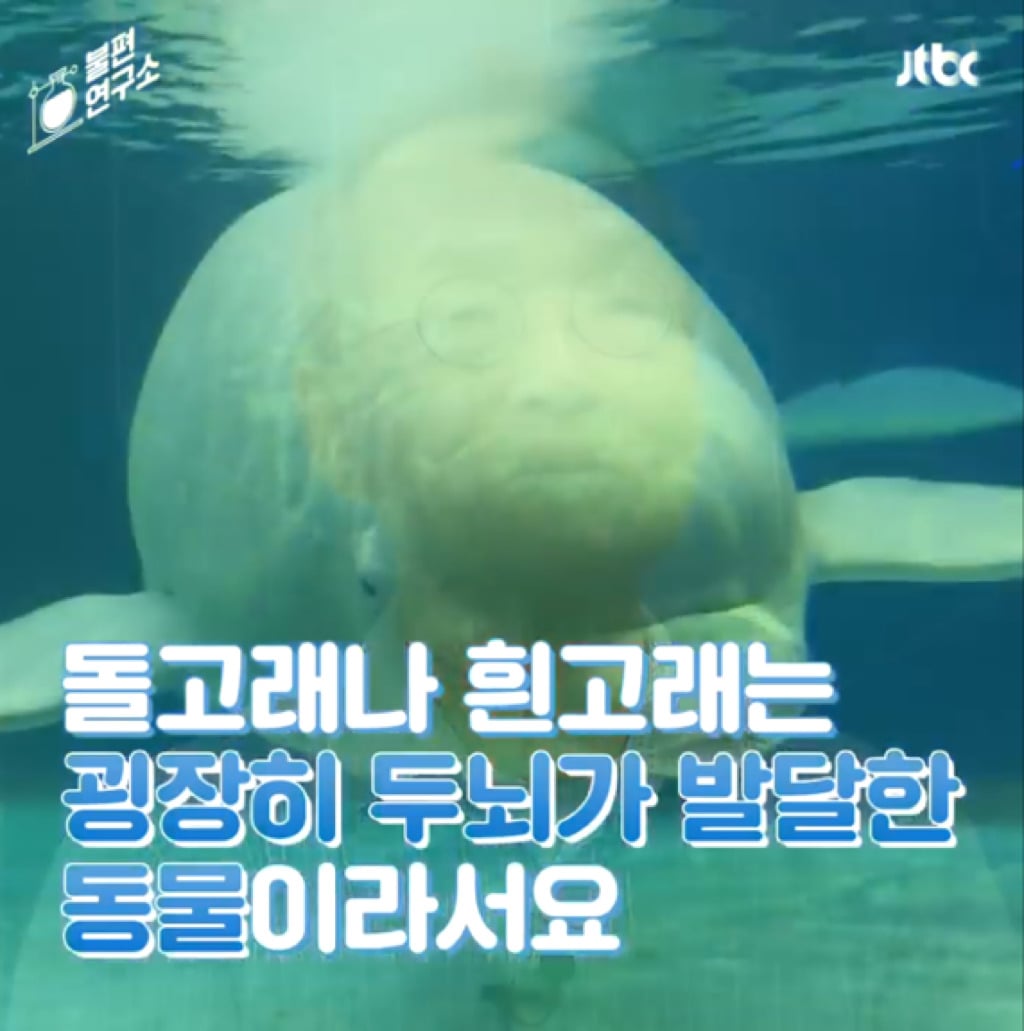 돌고래를 전시하는 수족관에 절대 가지 마세요 | 인스티즈
