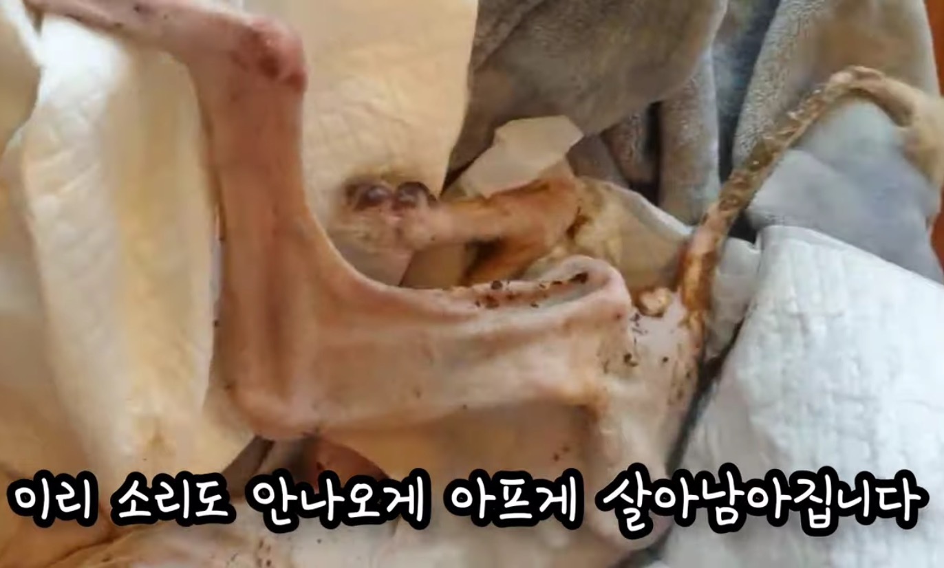 고독사한 주인품에서 발견된 강아지 | 인스티즈