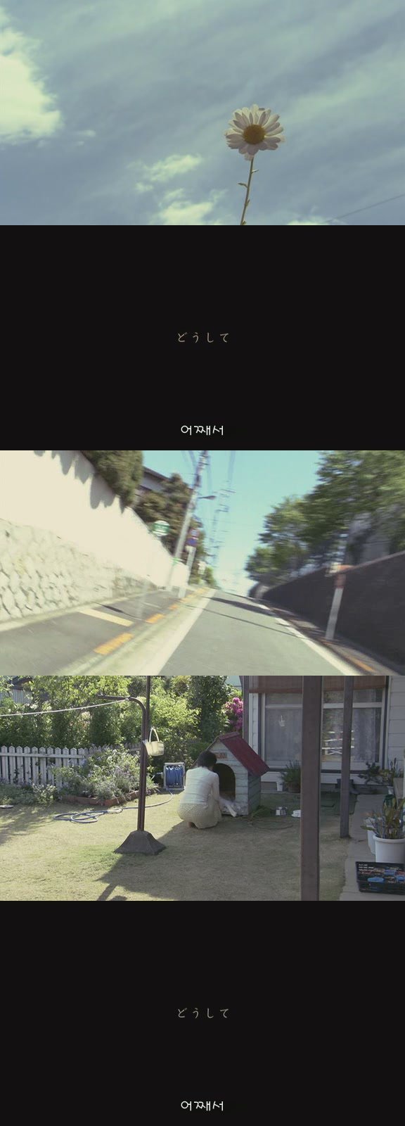 있잖아 마리모, 나 다시 개를 기르고 싶어 (마리모이야기) | 인스티즈