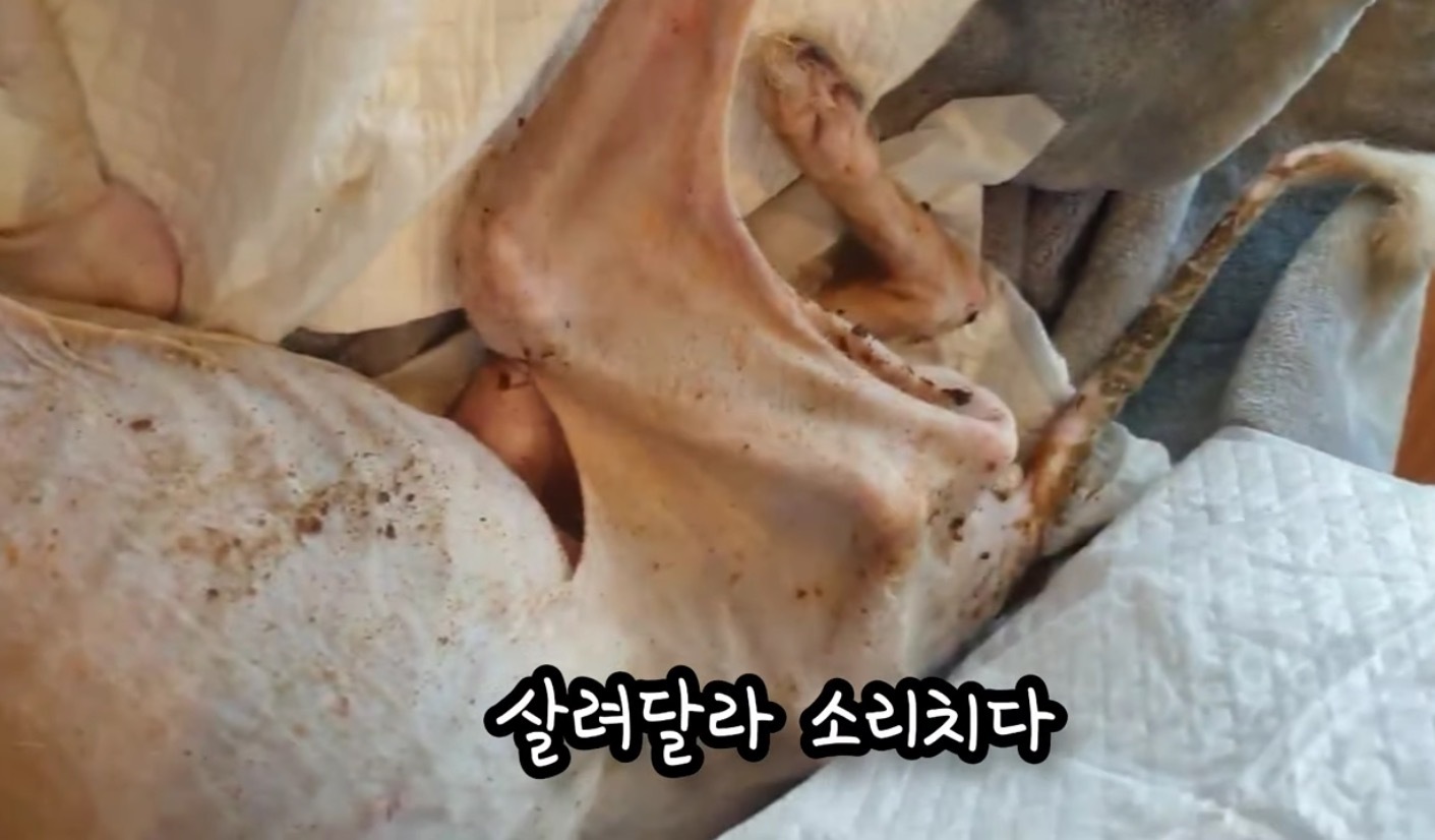 고독사한 주인품에서 발견된 강아지 | 인스티즈