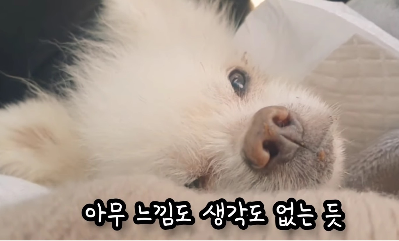 고독사한 주인품에서 발견된 강아지 | 인스티즈