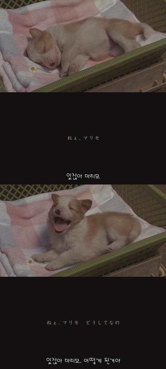 있잖아 마리모, 나 다시 개를 기르고 싶어 (마리모이야기) | 인스티즈