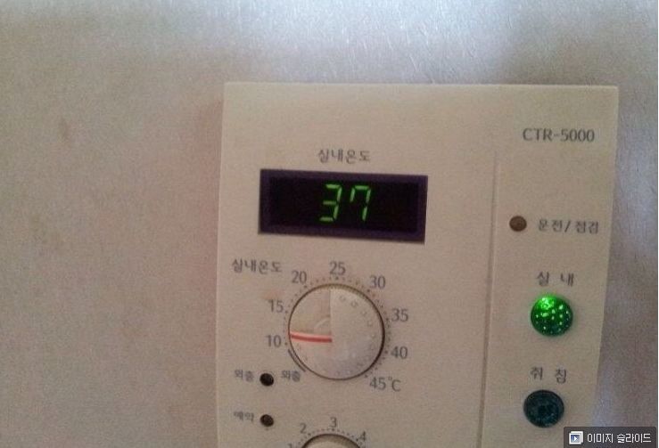 대구에 사는 냐옹이.jpg | 인스티즈