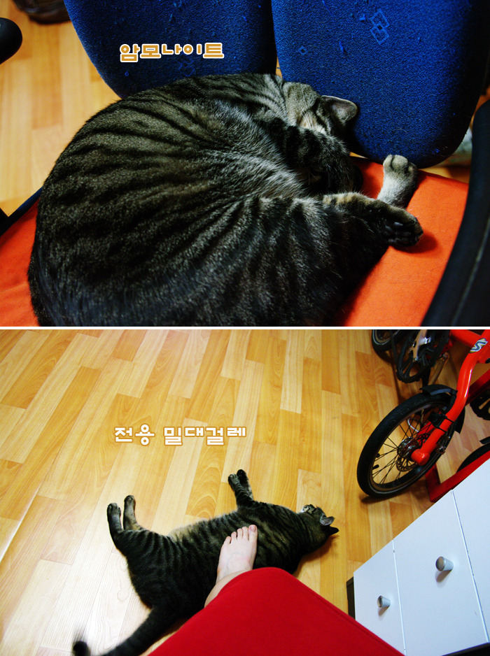 고양이를 주웠어요 + 그 이후 | 인스티즈