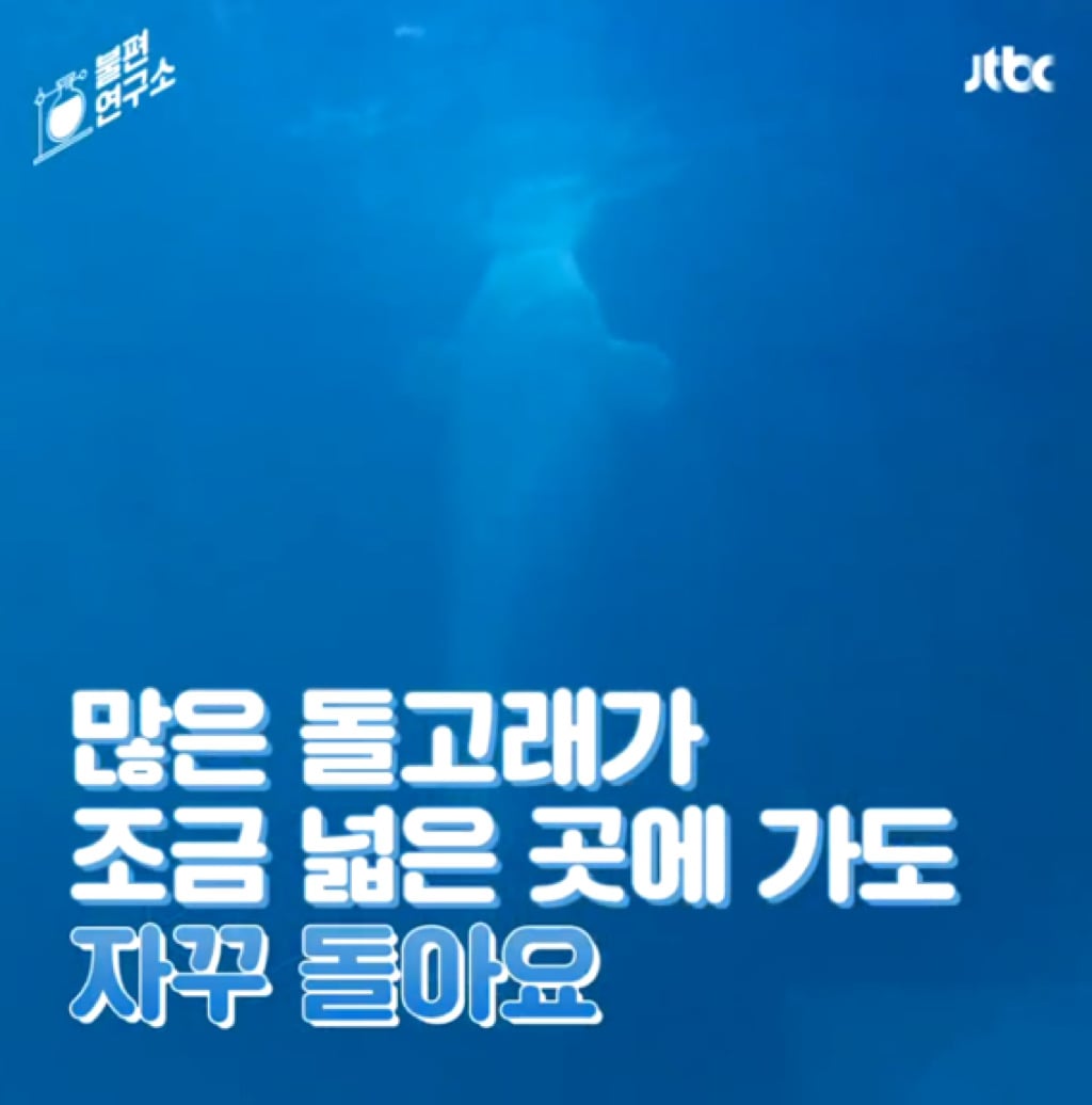 돌고래를 전시하는 수족관에 절대 가지 마세요 | 인스티즈